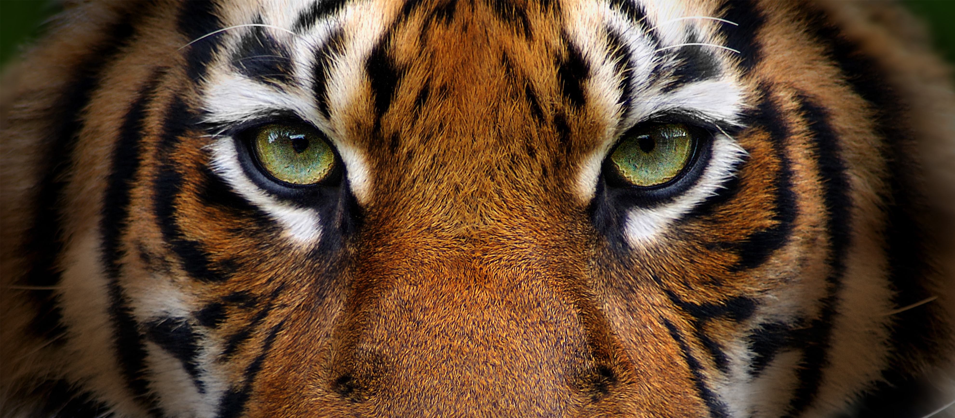 WWF
